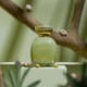 Bottle of La Fede Aura Pista Dessert EDP up close